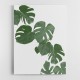 Monstera Aqua 02