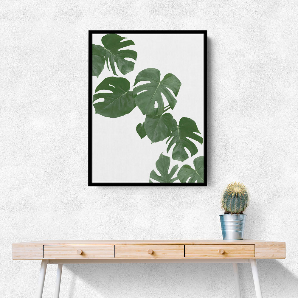 Monstera Aqua 02