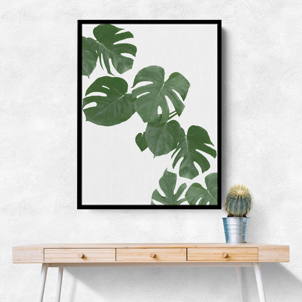 Monstera Aqua 02