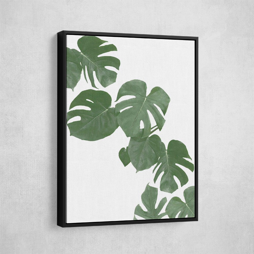 Monstera Aqua 02