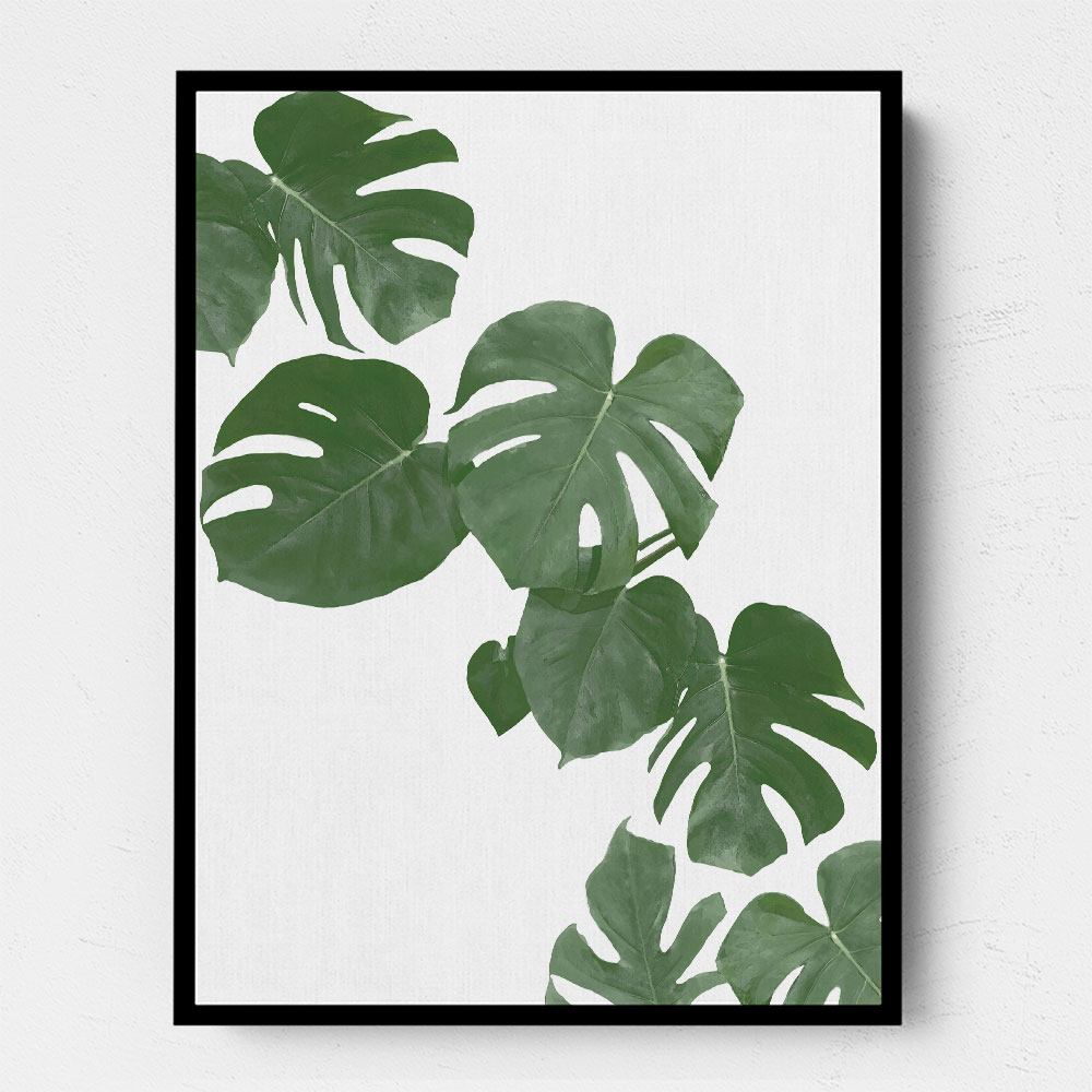 Monstera Aqua 02