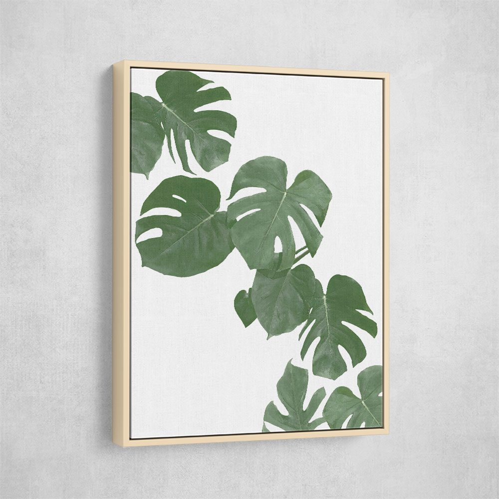 Monstera Aqua 02