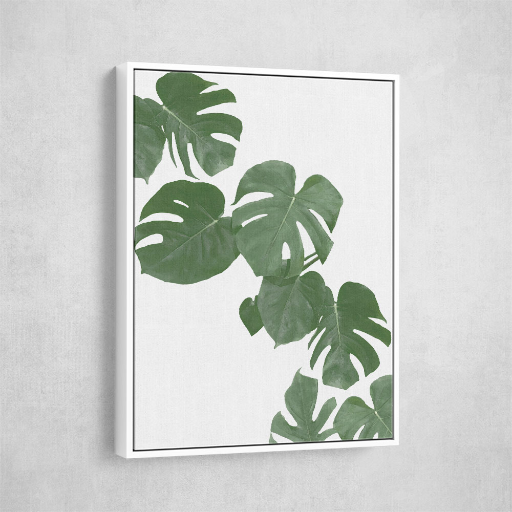 Monstera Aqua 02