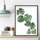 Monstera Aqua 02