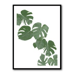 Monstera Aqua 02