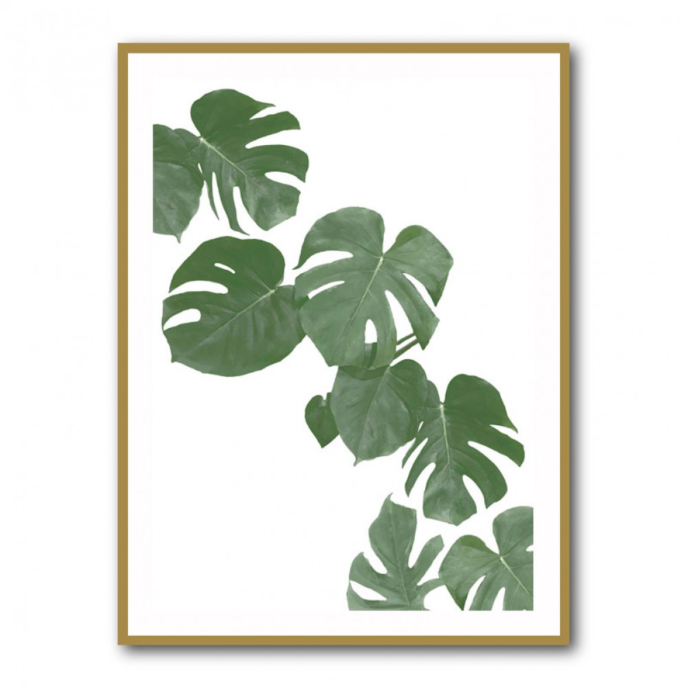 Monstera Aqua 02