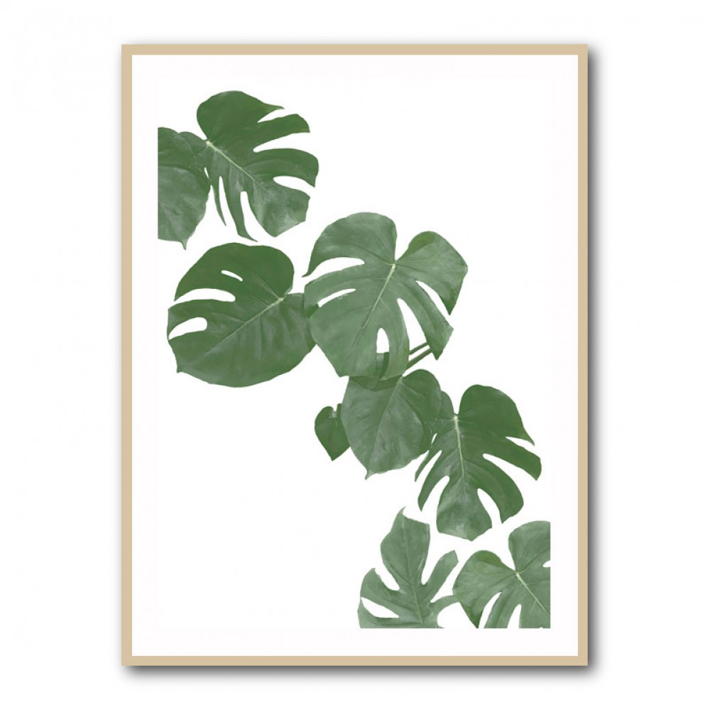 Monstera Aqua 02