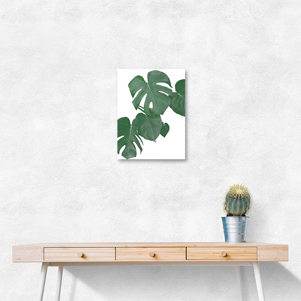 Monstera Aqua 01