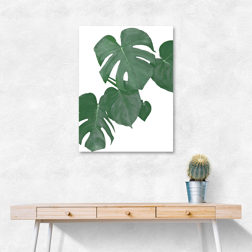 Monstera Aqua 01