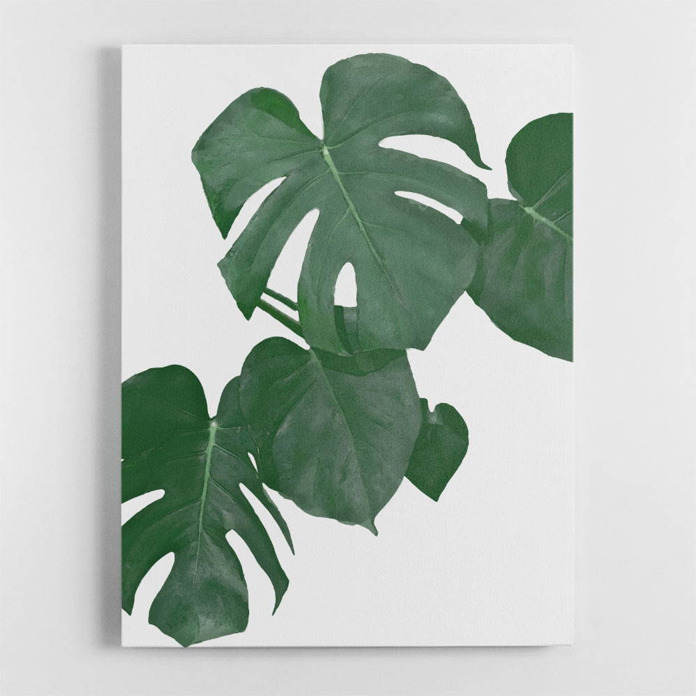 Monstera Aqua 01