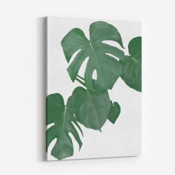 Monstera Aqua 01