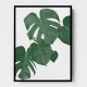 Monstera Aqua 01