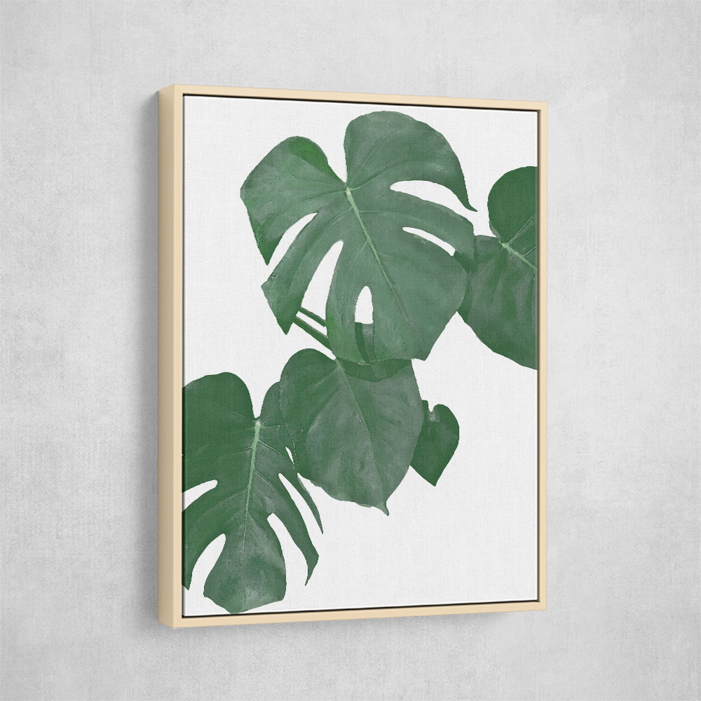 Monstera Aqua 01