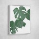 Monstera Aqua 01