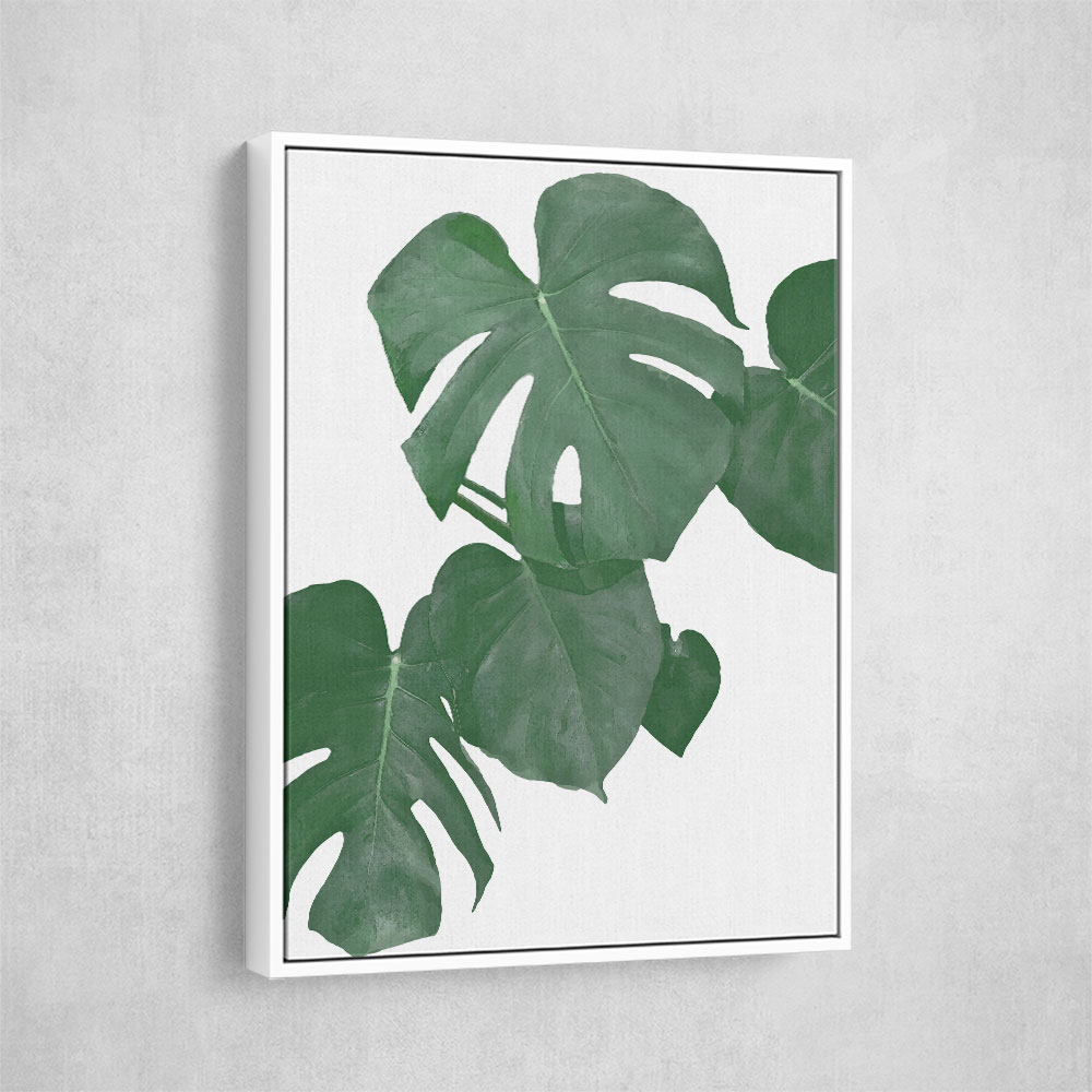 Monstera Aqua 01