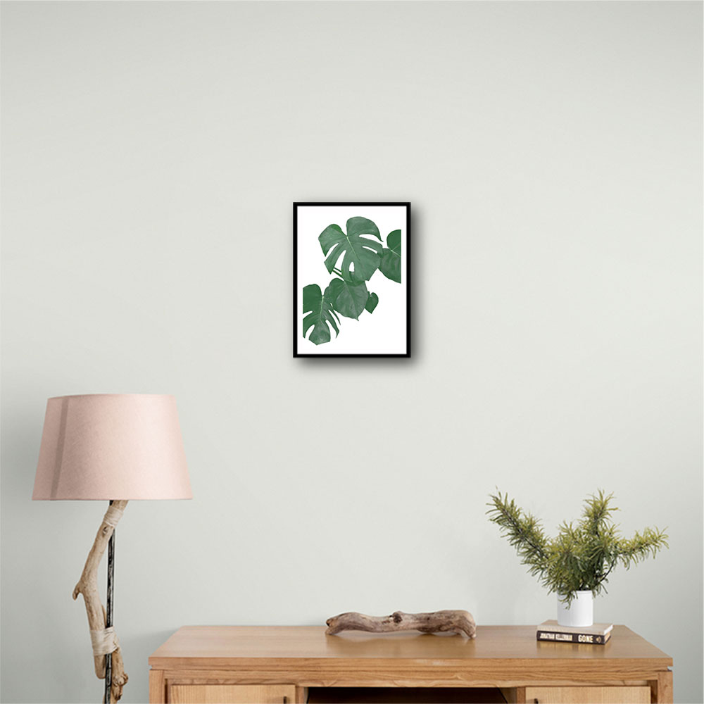 Monstera Aqua 01