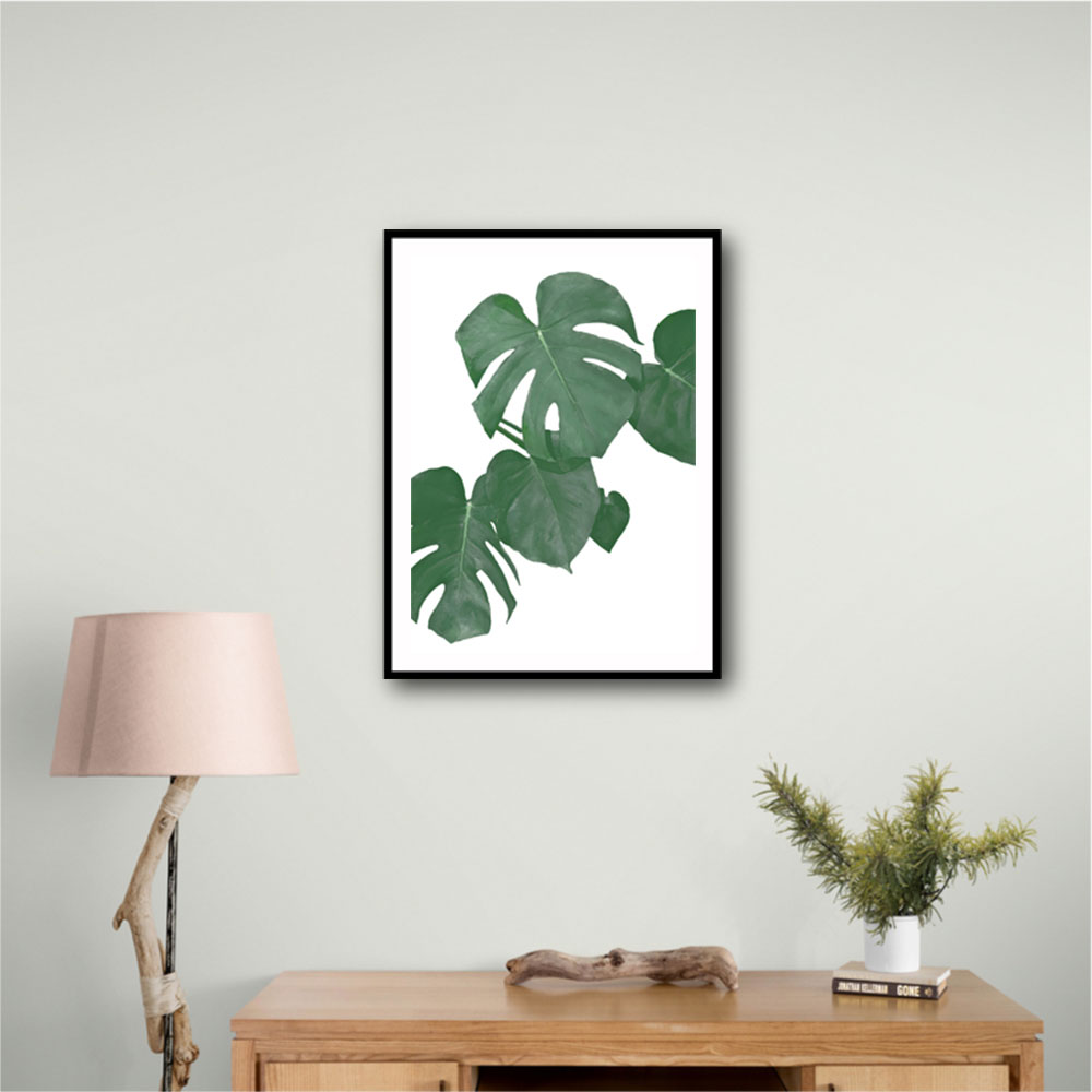 Monstera Aqua 01