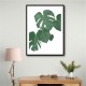 Monstera Aqua 01