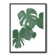 Monstera Aqua 01