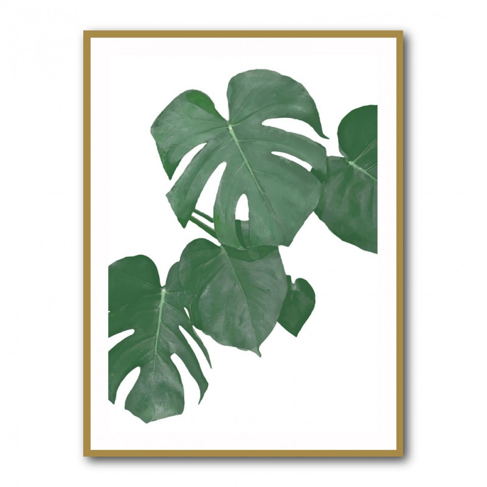 Monstera Aqua 01