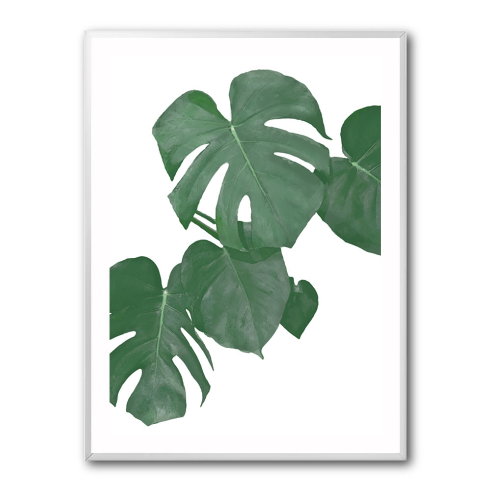 Monstera Aqua 01