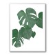 Monstera Aqua 01