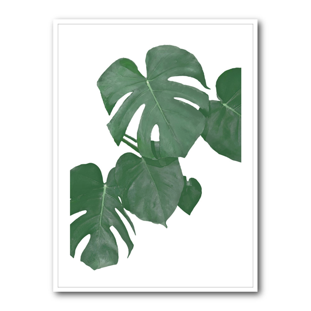 Monstera Aqua 01