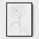 Peony Lines Peony Lines