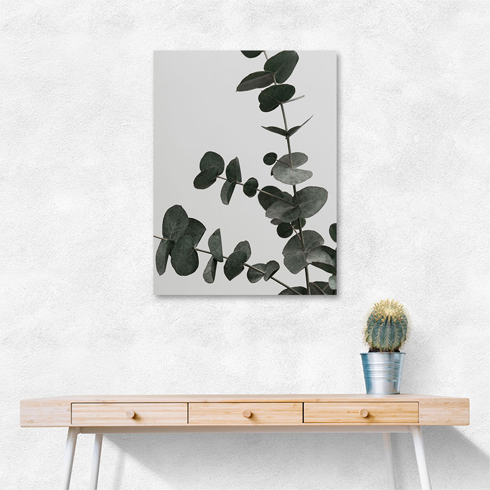 Eucalyptus Natural 05 Eucalyptus Natural 05