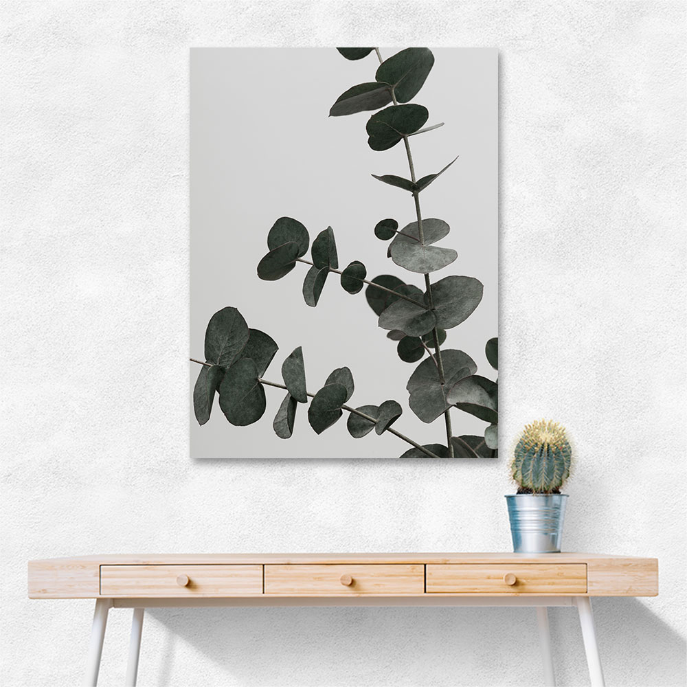 Eucalyptus Natural 05 Eucalyptus Natural 05