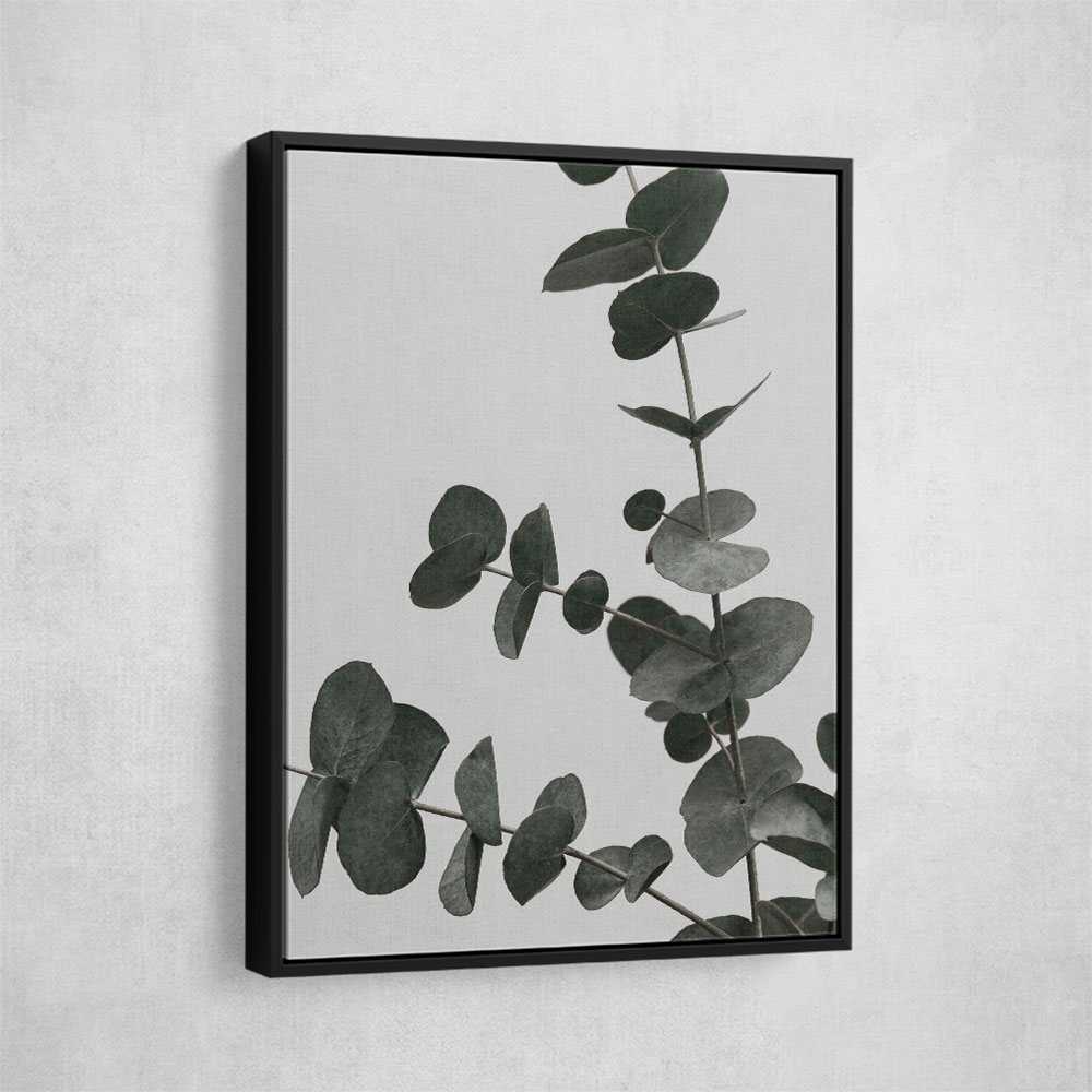 Eucalyptus Natural 05 Eucalyptus Natural 05