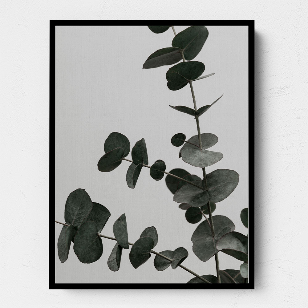 Eucalyptus Natural 05 Eucalyptus Natural 05