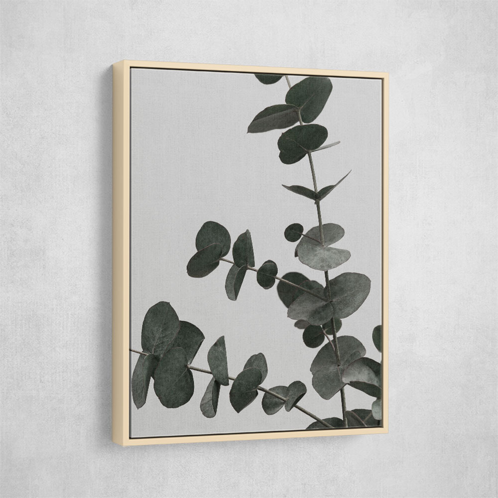 Eucalyptus Natural 05 Eucalyptus Natural 05