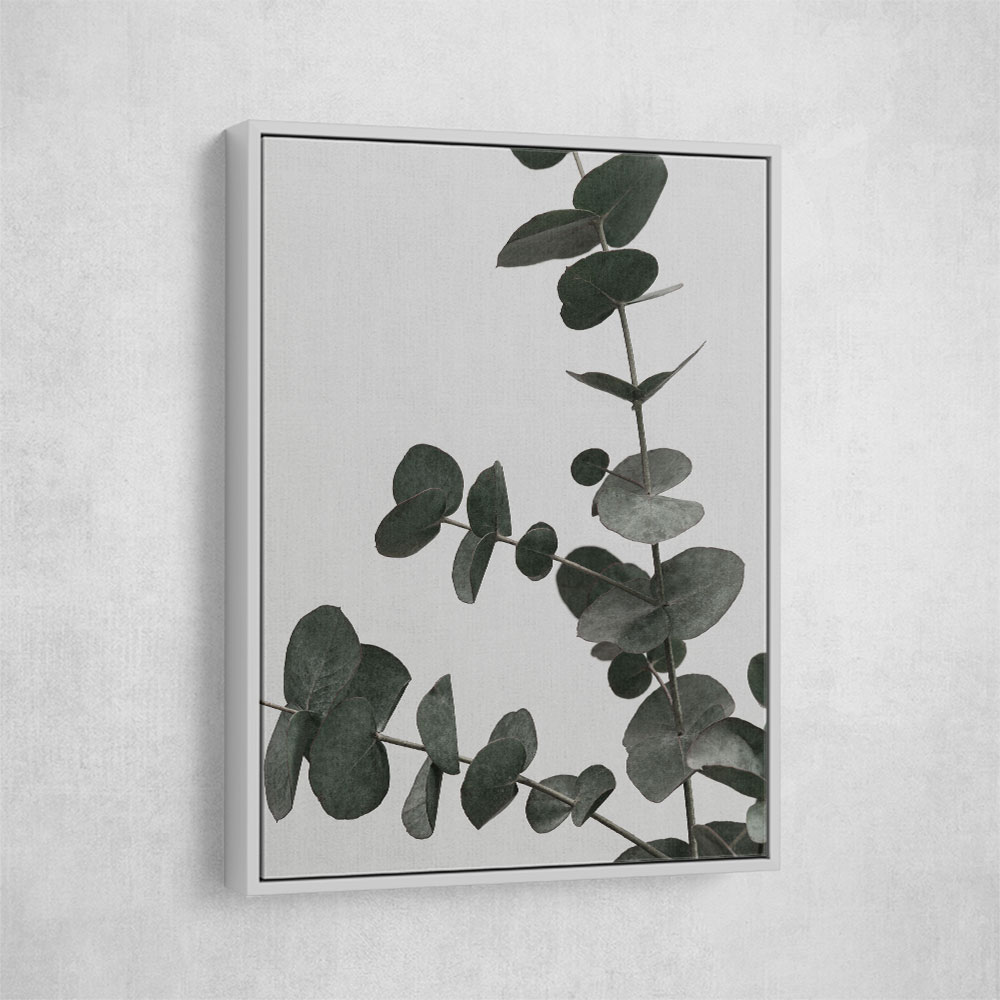 Eucalyptus Natural 05 Eucalyptus Natural 05
