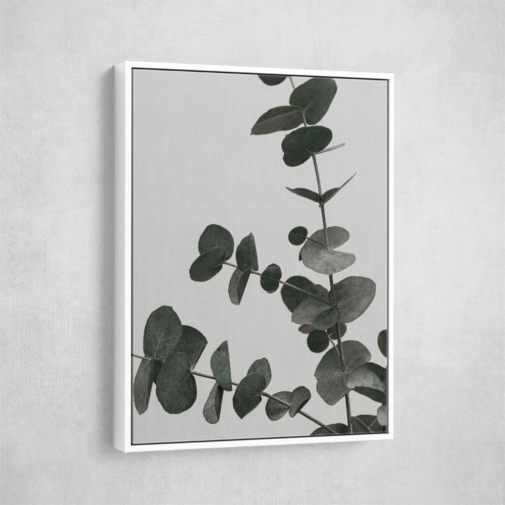 Eucalyptus Natural 05 Eucalyptus Natural 05