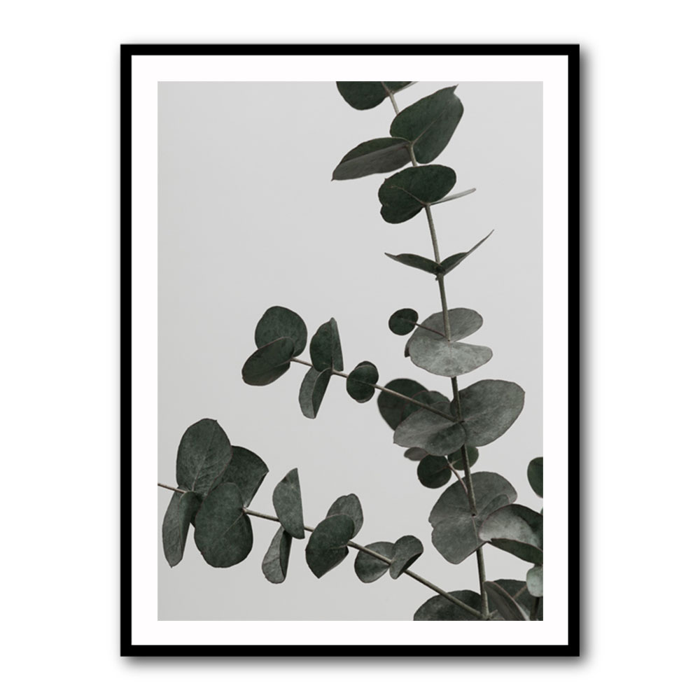 Eucalyptus Natural 05 Eucalyptus Natural 05