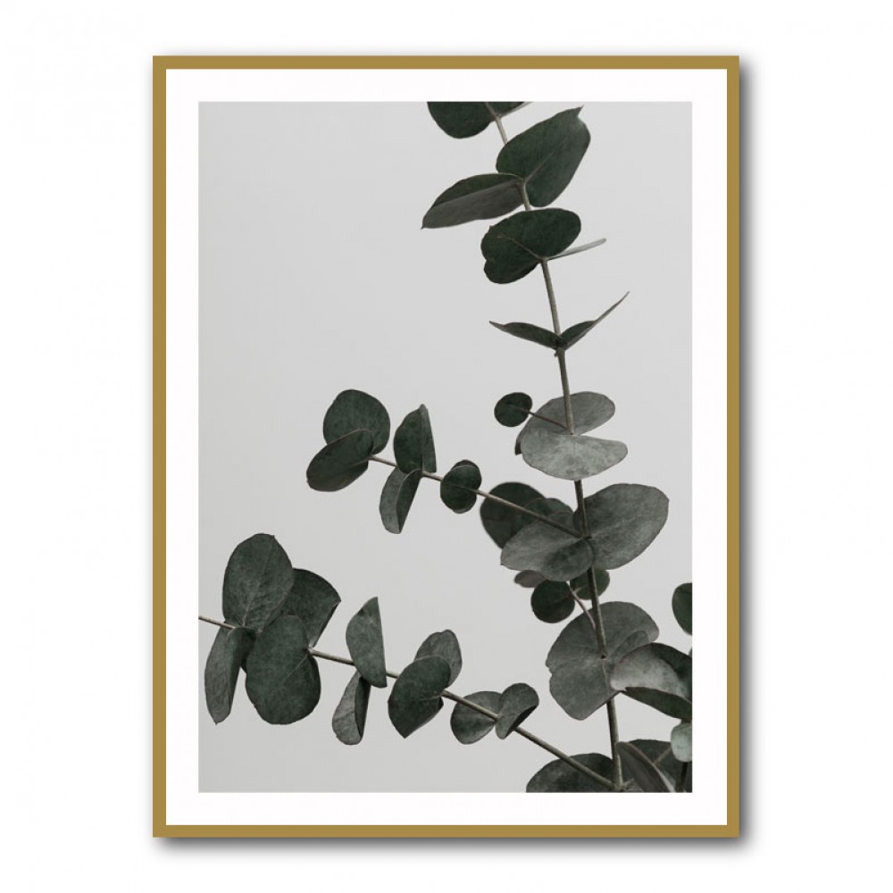 Eucalyptus Natural 05 Eucalyptus Natural 05