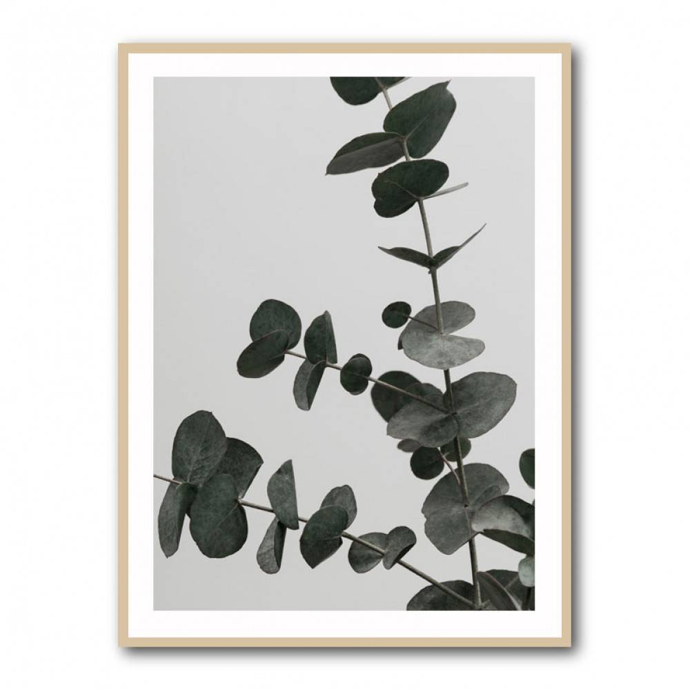 Eucalyptus Natural 05 Eucalyptus Natural 05