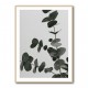 Eucalyptus Natural 05 Eucalyptus Natural 05