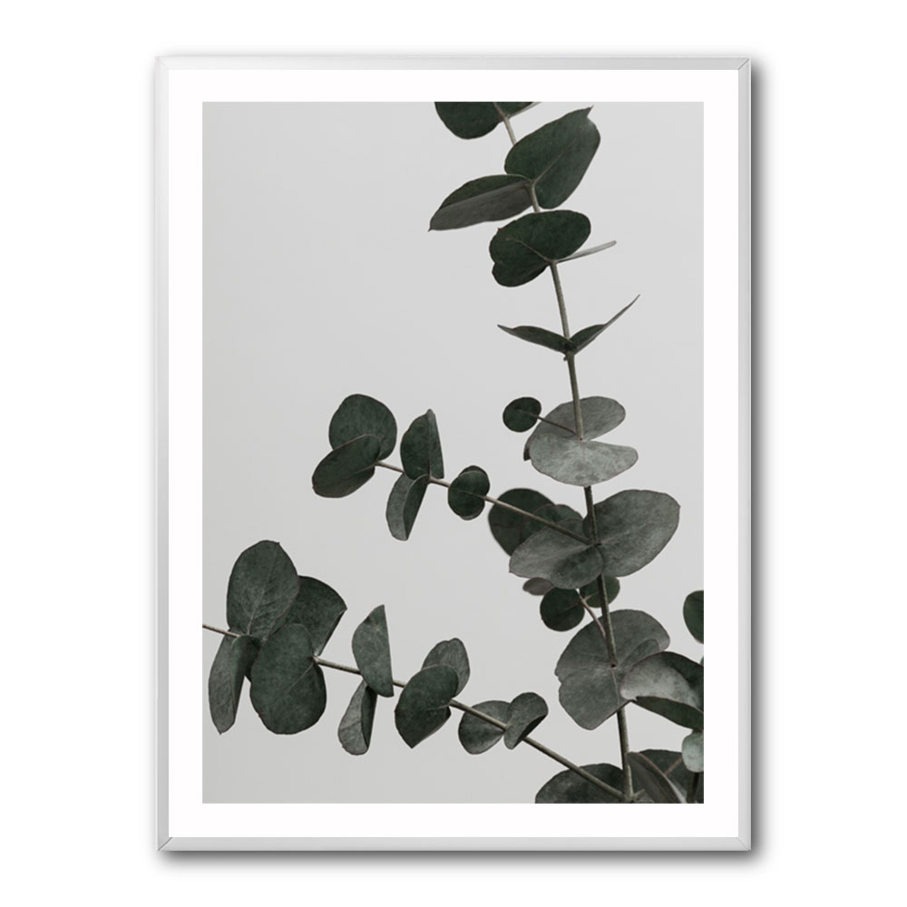 Eucalyptus Natural 05 Eucalyptus Natural 05