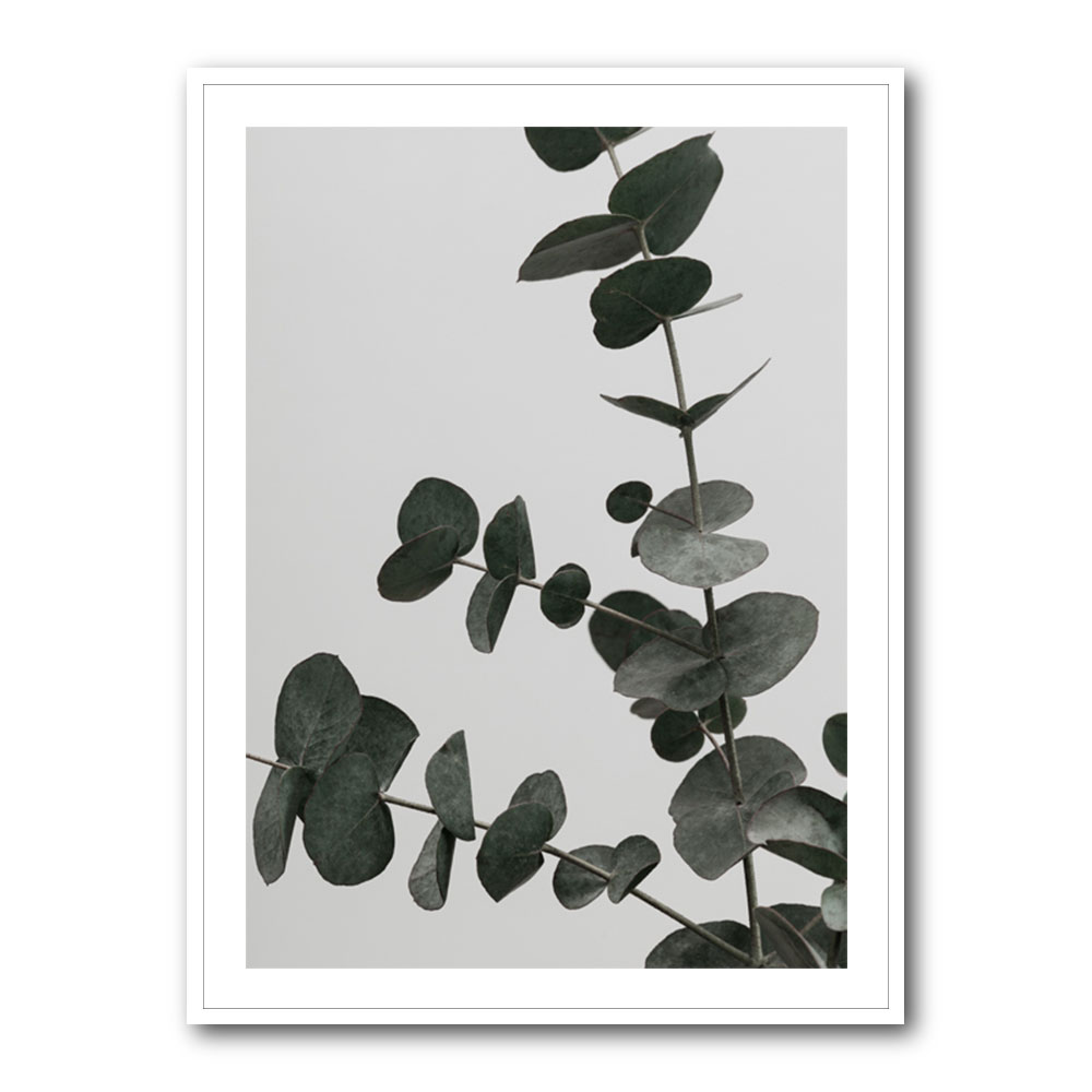 Eucalyptus Natural 05 Eucalyptus Natural 05
