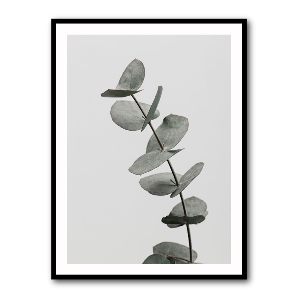 Eucalyptus Natural 06 Eucalyptus Natural 06