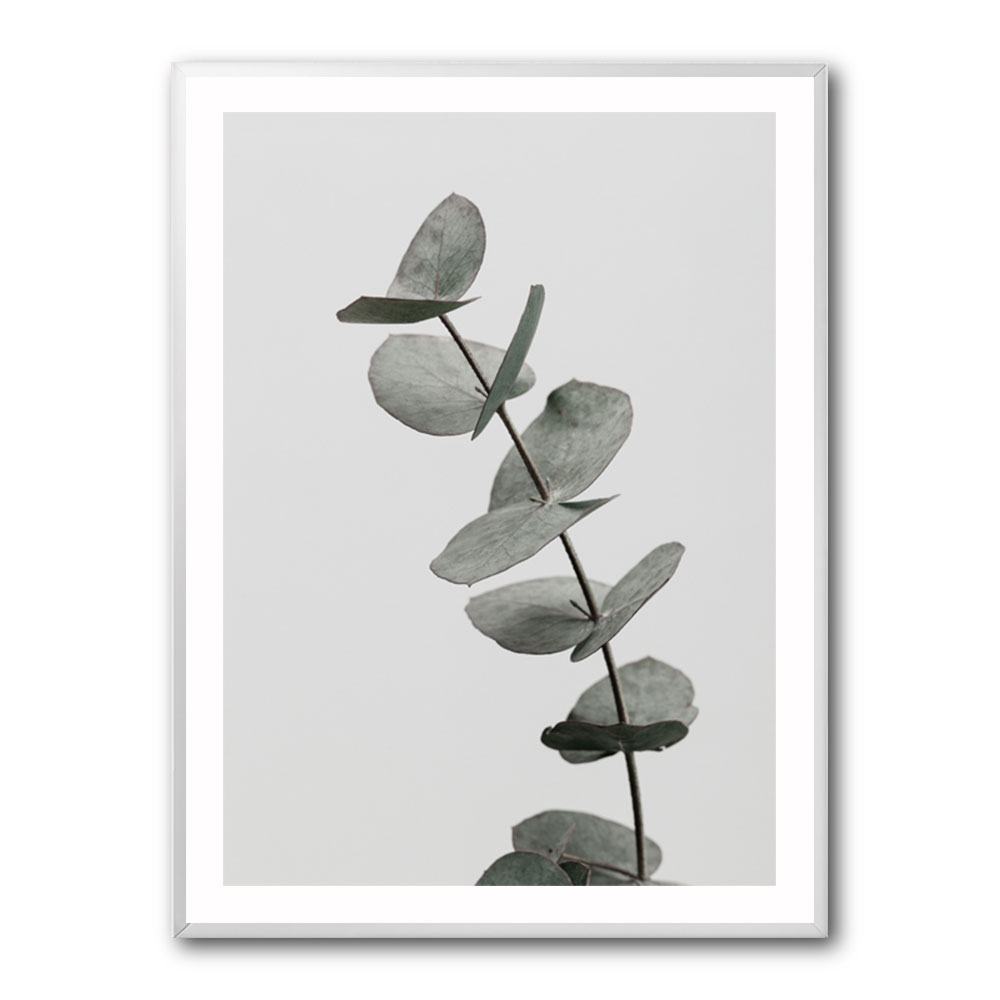 Eucalyptus Natural 06 Eucalyptus Natural 06
