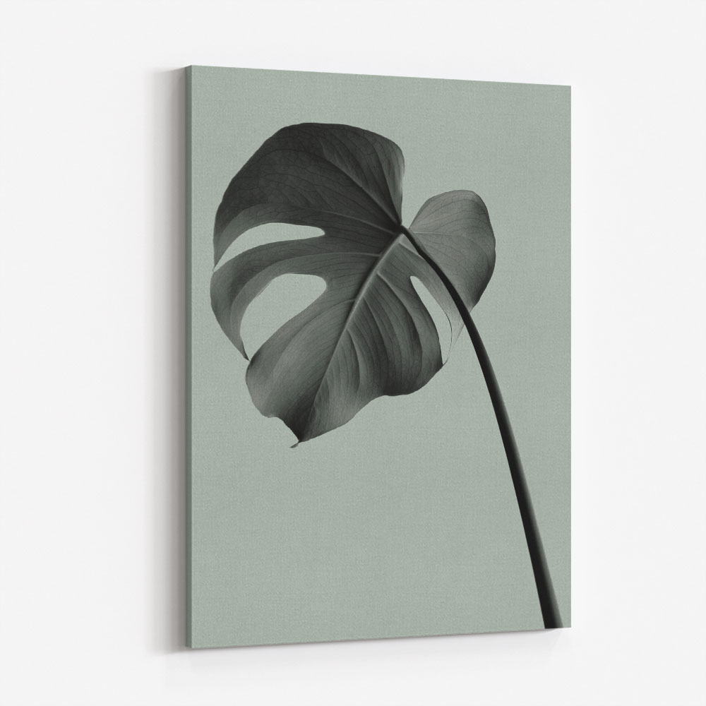 Monstera Teal 02 Monstera Teal 02
