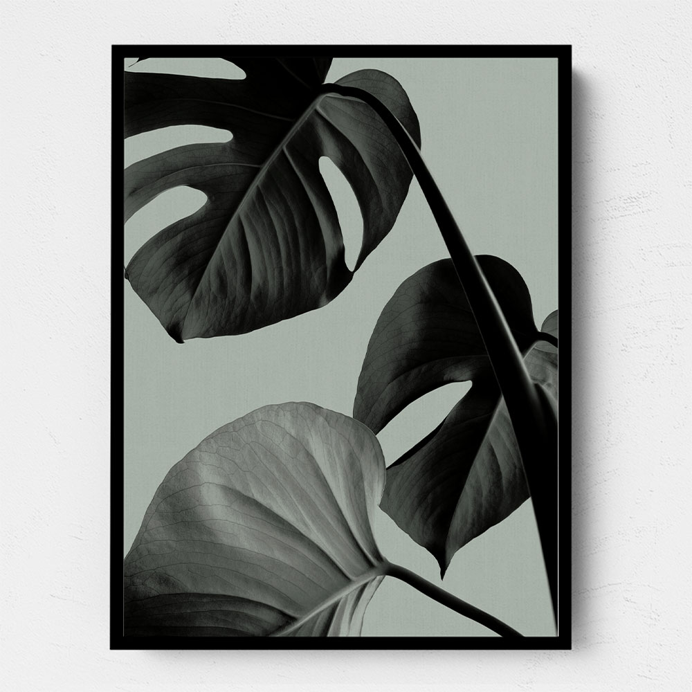 Monstera Teal 07