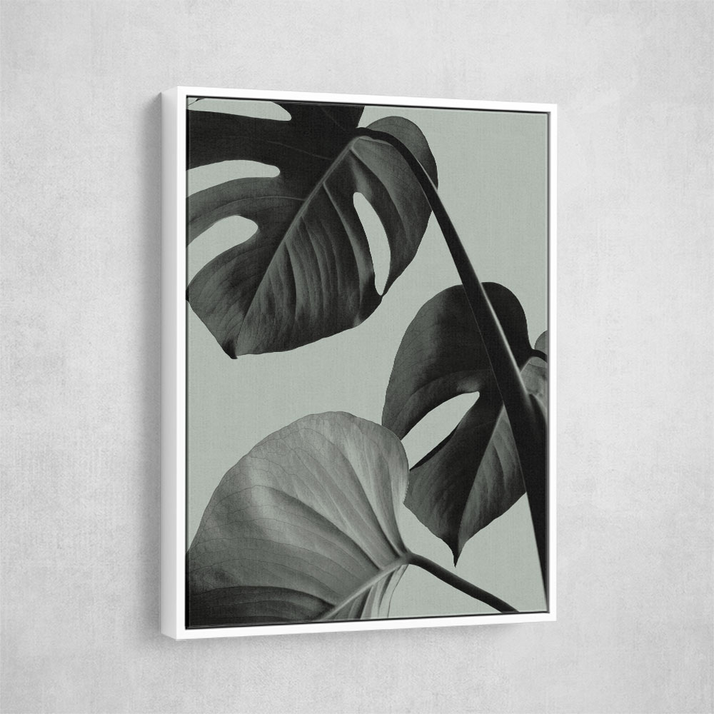 Monstera Teal 07 Monstera Teal 07