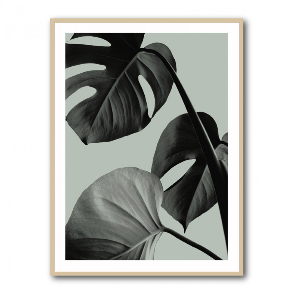 Monstera Teal 07