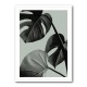 Monstera Teal 07 Monstera Teal 07