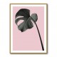 Monstera Pink No 02