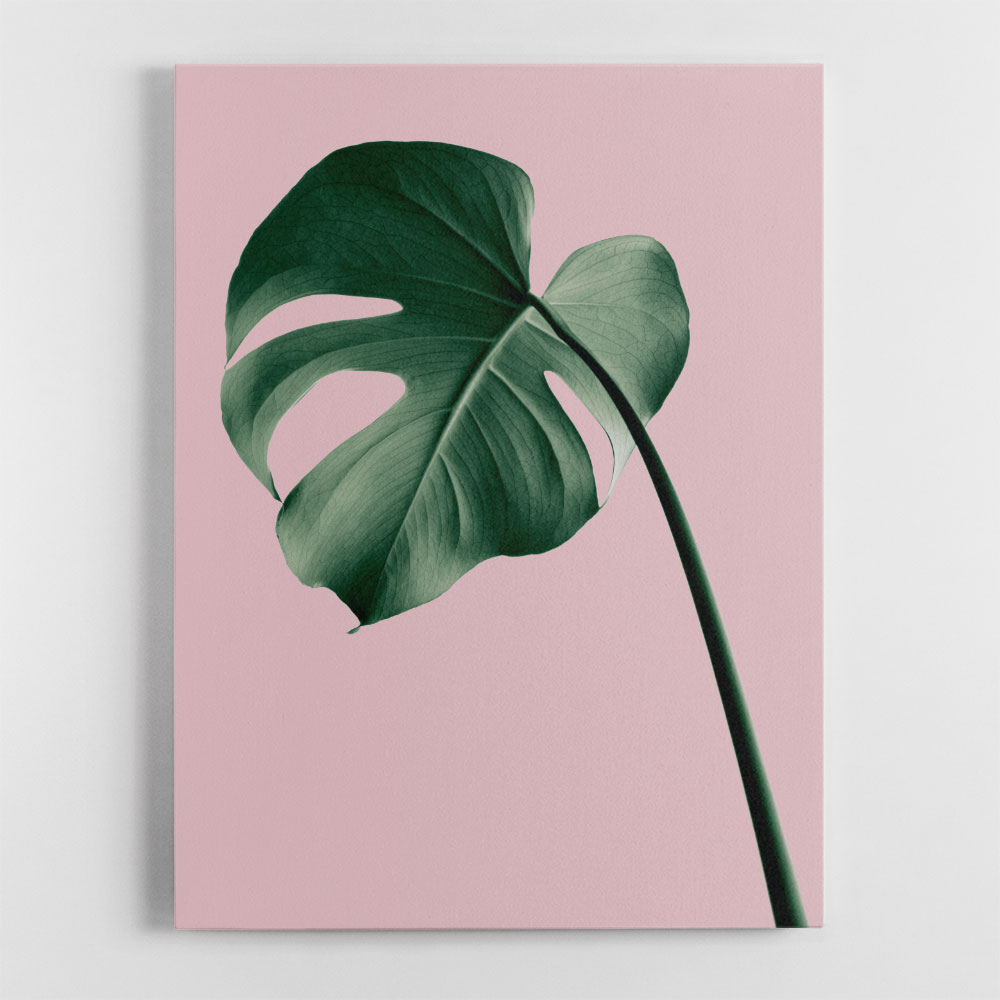 Monstera Pink No 05